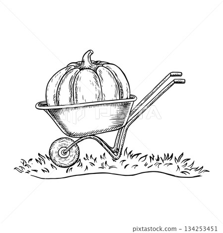 A huge and heavy pumpkin loaded onto a wheelbarrow. Vector graphics. Black and white hand-drawn illustration. For vegetable contests, harvest festivals, banners, posters, postcards, labels, and prints 134253451