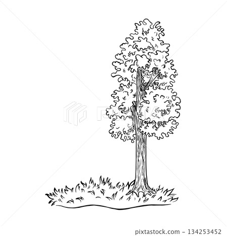A tree with foliage growing on a grassy lawn. A black and white hand-drawn vector illustration. Isolate. Perfect for making postcards, banners, flyers, posters, labels, and prints. 134253452
