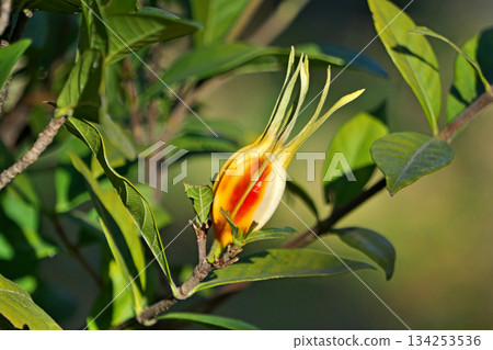 Orange Gardenia Fruit (Winter, December) Orange Gardenia Fruit (Winter, December) 134253536