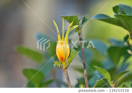 Orange Gardenia Fruit (Winter, December) Orange Gardenia Fruit (Winter, December) 134253538