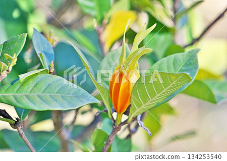 Orange Gardenia Fruit (Winter, December) 134253540