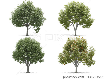 isolated tree on white background 134253545