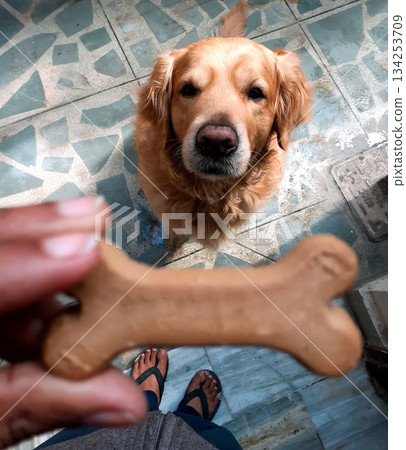 Golden retriever dog eagerly looking at a bone-shaped treat held by a person 134253709