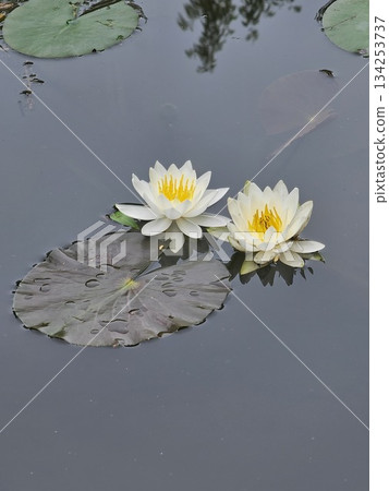 Water lily flower floating on the surface of the water 134253737