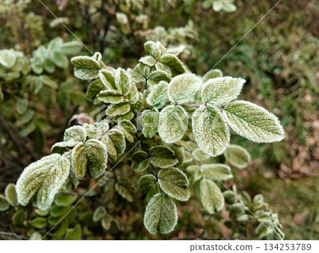 Young hoarfrost covers delicate rosehip leaves. Young hoarfrost covers delicate rosehip leaves. 134253789
