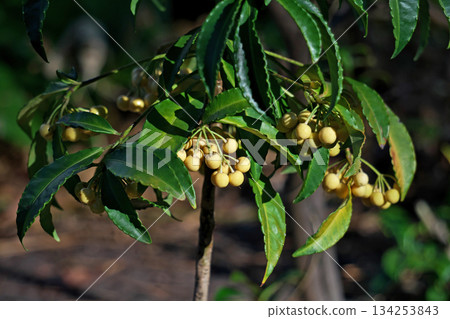White Manryo fruit (winter, December) 134253843