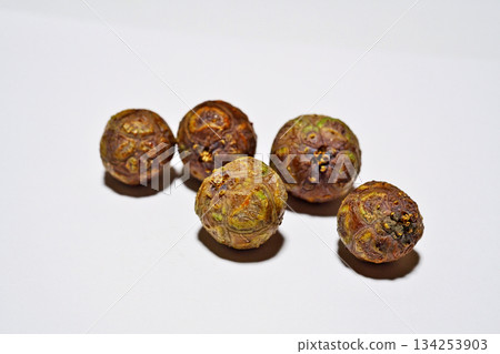 Bald cypress fruit (white background) (winter, December) 134253903