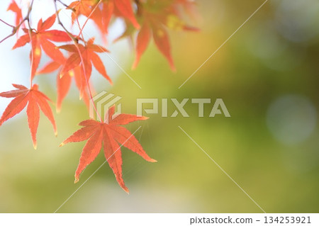 Beautiful and soothing autumn leaves close-up 134253921