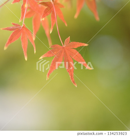 美麗而令人心曠神怡的秋葉特寫 美麗而令人心曠神怡的秋葉特寫 134253923