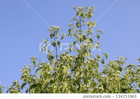 Chromolaena odorata flower and medicinal plant Chromolaena odorata flower and medicinal plant 134253963