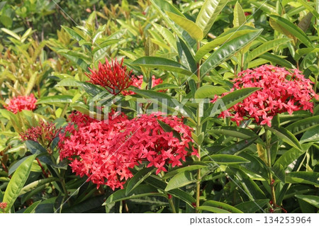 Chinese ixora flower plant on farm Chinese ixora flower plant on farm 134253964