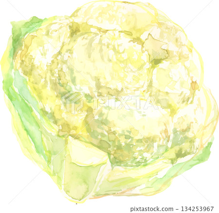 花椰菜的水彩插圖 花椰菜的水彩插圖 134253967