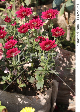 Chrysanthemum grandiflorum flower on farm 134254051