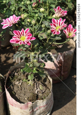 Chrysanthemum grandiflorum flower on farm 134254054