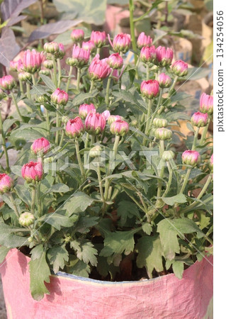 Chrysanthemum grandiflorum flower on farm Chrysanthemum grandiflorum flower on farm 134254056