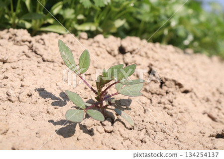 cleome rutidosperma leaf plant on farm 134254137