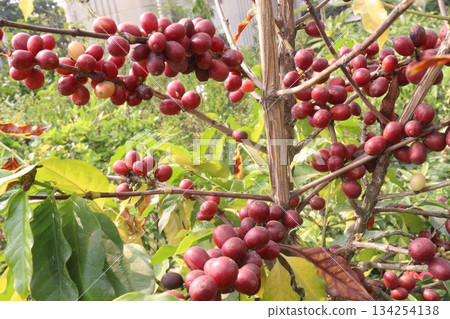 coffee bean on tree in nursery coffee bean on tree in nursery 134254138