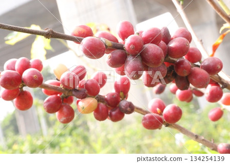 coffee bean on tree in nursery coffee bean on tree in nursery 134254139