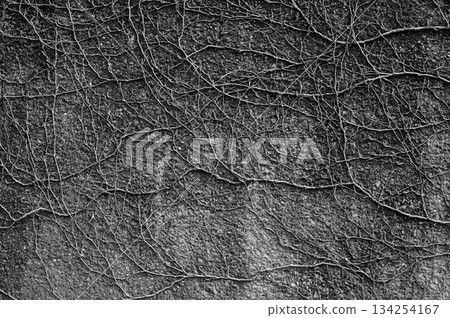 Concrete wall covered with vines Concrete wall covered with vines 134254167