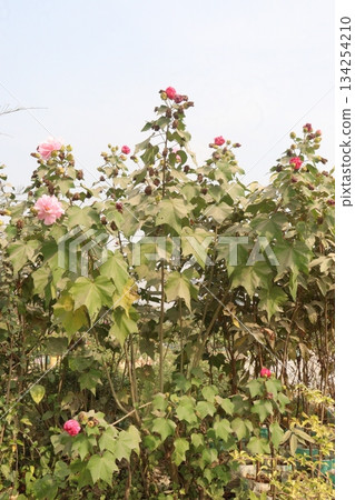 Confederate rose flower plant on nursery 134254210