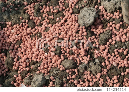 Compound fertilization with pumpkin plant 134254214