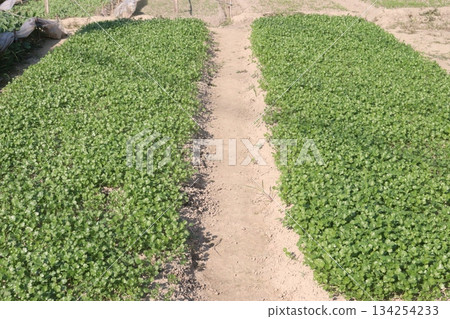 coriander plant on farm on field for harvest coriander plant on farm on field for harvest 134254233