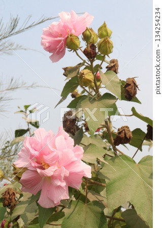 Confederate rose flower plant on nursery Confederate rose flower plant on nursery 134254234