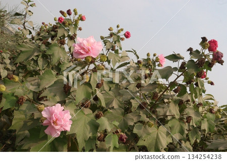 Confederate rose flower plant on nursery 134254238