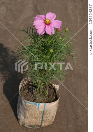 cosmos flower plant on bag in farm 134254287