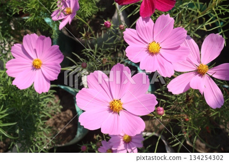 cosmos flower plant on bag in farm 134254302