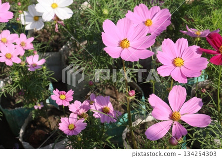 cosmos flower plant on bag in farm 134254303