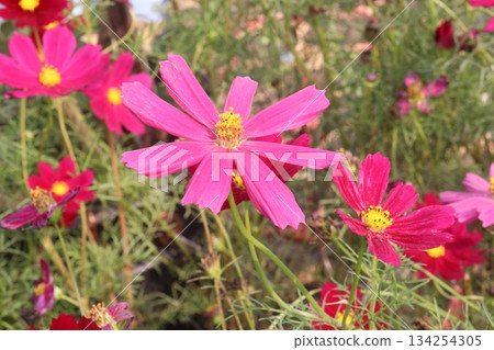 cosmos flower plant on bag in farm 134254305