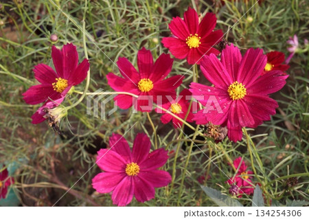 cosmos flower plant on bag in farm 134254306