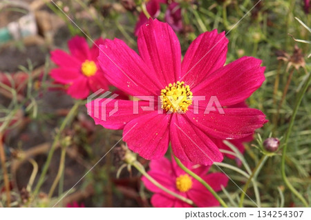 cosmos flower plant on bag in farm cosmos flower plant on bag in farm 134254307