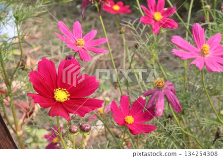 cosmos flower plant on bag in farm 134254308