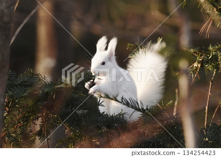 A white Hokkaido squirrel playing the clarinet A white Hokkaido squirrel playing the clarinet 134254423