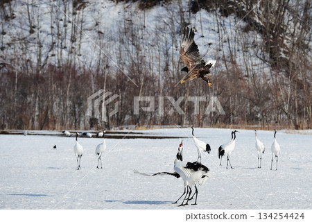 一隻白尾海鵰威脅著一隻丹頂鶴。 134254424