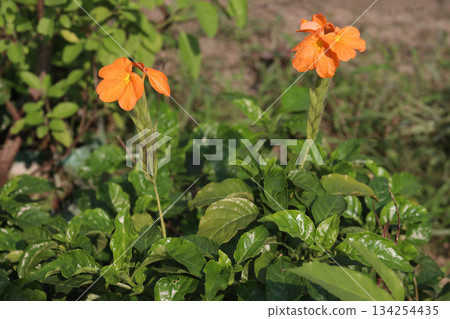 Crossandra infundibuliformis flower plant on farm Crossandra infundibuliformis flower plant on farm 134254435