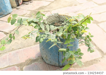Climbing fig leaf plant on farm Climbing fig leaf plant on farm 134254437