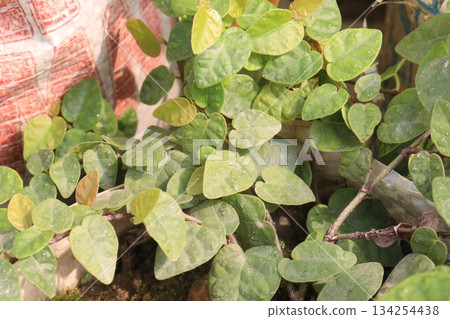 Climbing fig leaf plant on farm Climbing fig leaf plant on farm 134254438