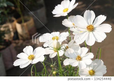 cosmos flower plant on bag in farm cosmos flower plant on bag in farm 134254440