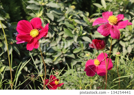 cosmos flower plant on bag in farm cosmos flower plant on bag in farm 134254441