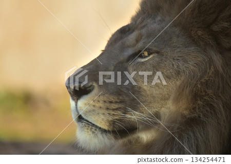 一隻獅子觀賞日落的肖像 134254471