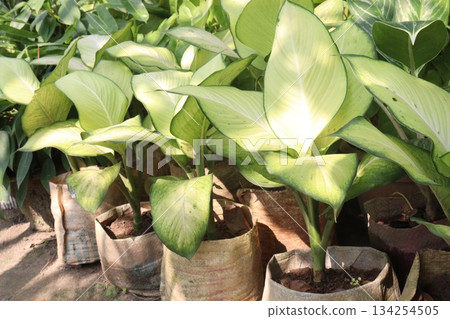 Dieffenbachia leaf plant on farm 134254505