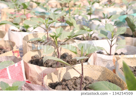 dahlia flower plant seedling on bag in farm dahlia flower plant seedling on bag in farm 134254509