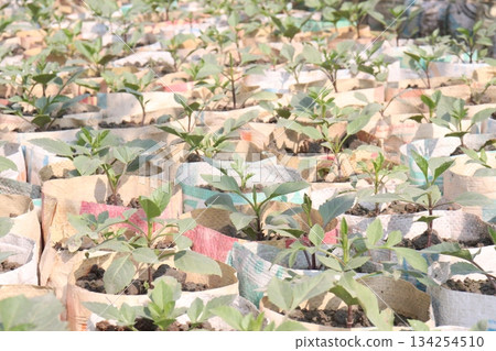 dahlia flower plant seedling on bag in farm 134254510
