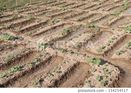 cucumber plant seedling on field 134254517