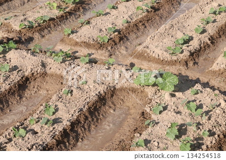 cucumber plant seedling on field 134254518