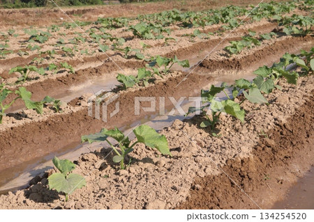 cucumber plant seedling on field cucumber plant seedling on field 134254520