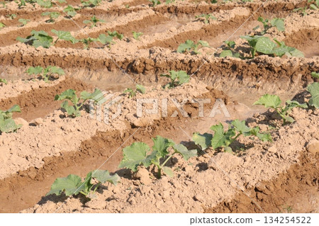 cucumber plant seedling on field cucumber plant seedling on field 134254522